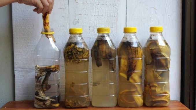 Bananenschalen in 1 Flasche Wasser einweichen