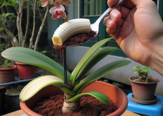 Streuen Sie einen Esslöffel auf die Wurzel und die Orchidee wächst, ohne einen Moment innezuhalten.