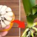 Orchidee, nur mit diesem Trick schaffen es Gärtner, sie viele Jahre lang leben zu lassen