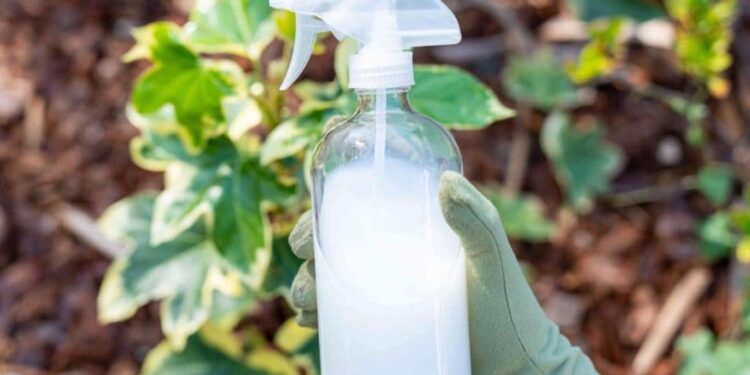 Steigern Sie Ihren Tomatenertrag sofort – geben Sie ihn immer in den Boden