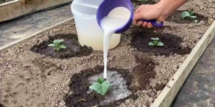 Mit dieser Zutat wachsen Gurken im Handumdrehen: Gießen Sie sie über die Sprossen
