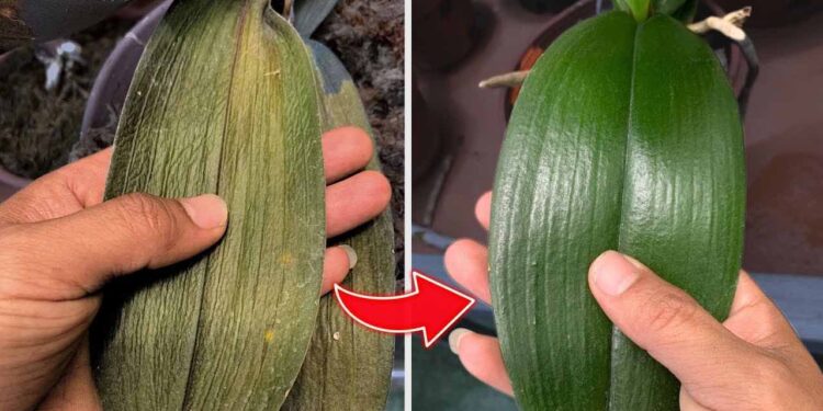 Nachdem Sie dieses Wasser besprüht haben, werden Sie sehen, wie die Orchidee nicht mehr welkt