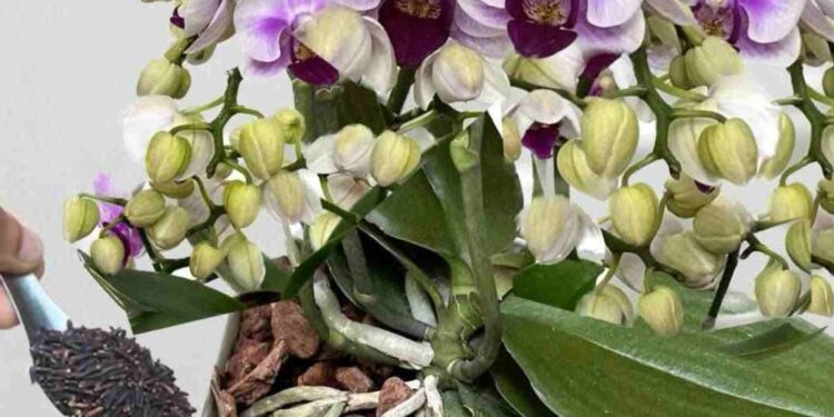Mit dieser Mischung wachsen in nur wenigen Wochen unzählige Orchideen heran