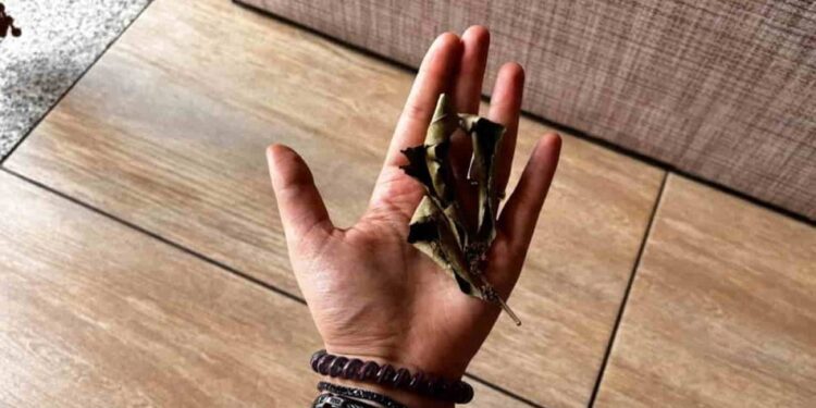 Auf Wiedersehen, Kakerlaken und Kakerlaken von zu Hause: Mit diesem unfehlbaren Mittel werden sie verschwinden