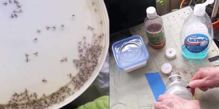 Mit diesen 4 Gegenständen, die Sie in Ihrer Küche haben, können Sie den Mücken Lebewohl sagen: Sie verschwinden