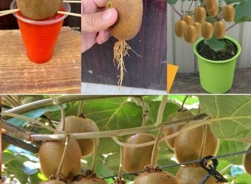 Kiwi: wie man den Kiwibaum pflanzt, züchtet und erntet