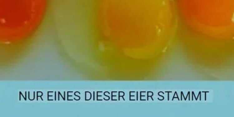 Alles, was du über das Ei wissen musst