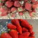 So bleiben Erdbeeren länger frisch