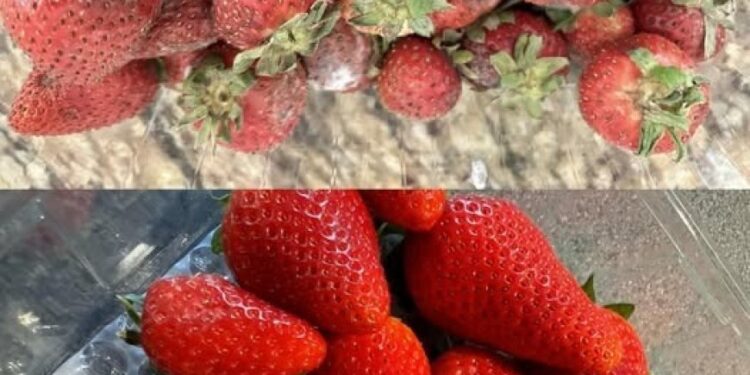 So bleiben Erdbeeren länger frisch