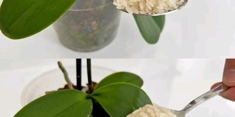 Der Trick, um eine getrocknete Orchidee wiederzubeleben, deren Blüten verblüht sind