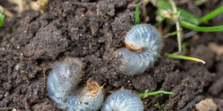 Hell! Ich wünschte, ich hätte das früher gelesen