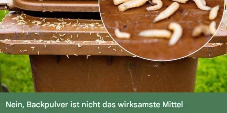 Maden im Müll: 3 Tipps, um sie loszuwerden