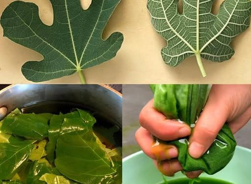 Entdecken Sie die Kraft des Feigenblattes! 10 Gesundheitswunder, die Sie kennen müssen