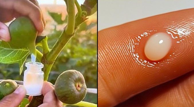 Die meisten Menschen wissen nicht, wie wichtig Feigensaft ist: Er ist Gold wert… Entdecken Sie, warum dieses natürliche Wundermittel ein echter Schatz ist!