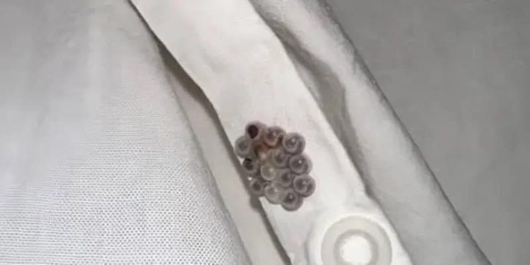 Eine schockierende Entdeckung in meinem Bett wurde zu einem Weckruf über versteckte Gefahren im Haus