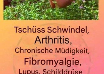 Dies ist ein echter „Tee Gottes“, da er Arthritis, Lupus, Schwindel, Schilddrüsenprobleme und chronische Müdigkeit behandelt