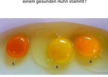 Wie man Eier von gesunden Hühnern erkennt
