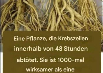 Diese Wurzel zerstört 98 % der Magen-, Darm-, Bauchspeicheldrüsen- und anderer Krebsarten