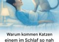 Warum kommen Katzen dir beim Schlafen ins Gesicht?