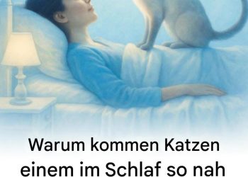 Warum kommen Katzen dir beim Schlafen ins Gesicht?