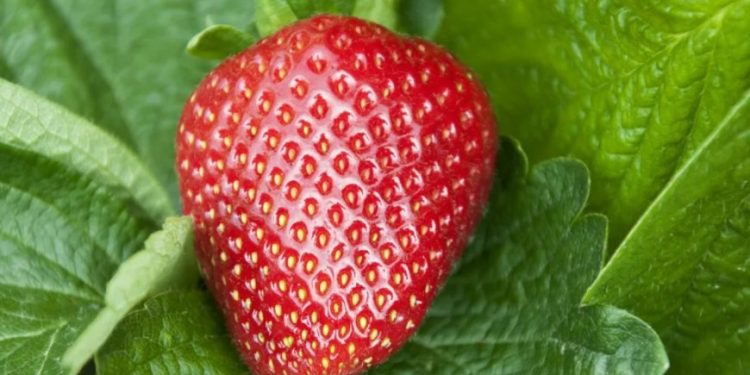 Ich habe Erdbeeren in Salzwasser eingeweicht, und daraus kamen diese weißen Dinger heraus