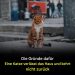 Warum verlassen Katzen ihr Zuhause und kommen nicht zurück