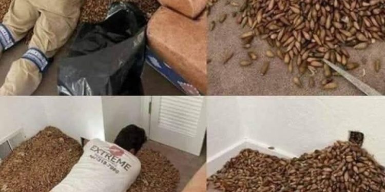 Ein Mann bemerkt einen starken Geruch in seinem Haus – als er der Ursache nachgeht und die Wand öffnet, macht er eine schockierende Entdeckung!
