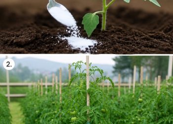 Beschleunige das Tomatenwachstum: Verwende diese 8 Zutaten für schnelle und außergewöhnliche Ergebnisse