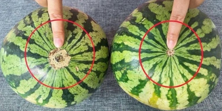 ier ist eine todsichere visuelle Anleitung, um die süßesten Früchte auf dem Markt zu finden.