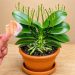 Legt man ein Stück davon unter eine Orchidee, sprießen 100 neue Triebe und die Pflanze blüht das ganze Jahr über!