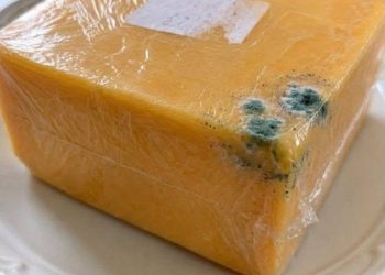 Grüner Fleck auf Cheddar-Käse